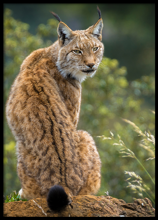 Poster Lynx