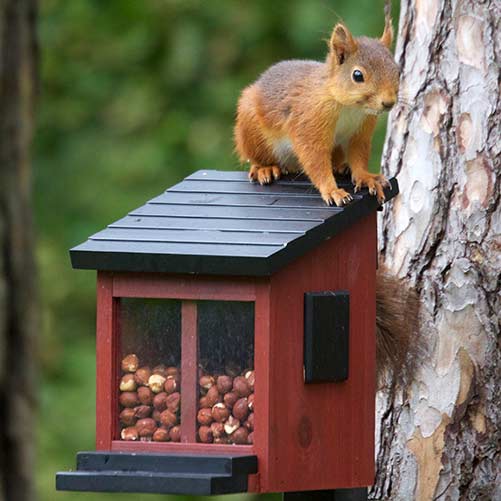 Squirrel Feeder Red Feed Squirrels Wildlife Garden