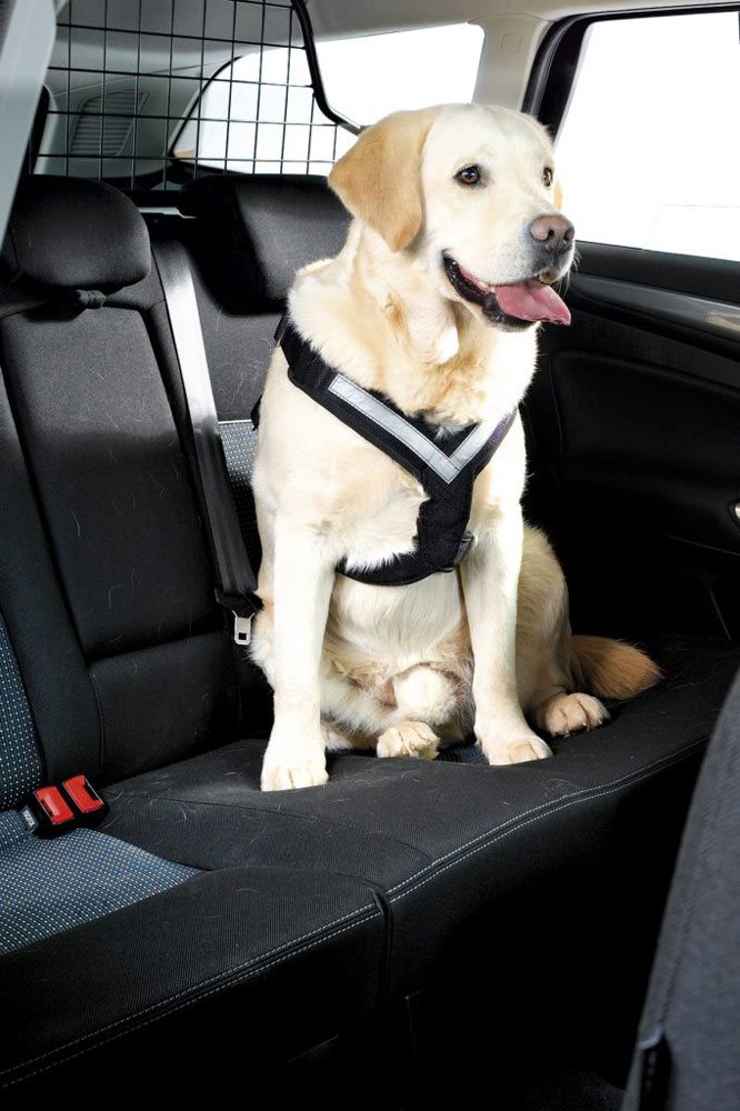 Allsafe Krocktestad Bilsele - Bilsele Till Hund - Hundsele I Bil