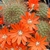 Rebutia donaldiana Lau 348 (Pucara, Bol)