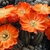 Rebutia pygmaea 'gracilispina' FR 1118 (Mal Paso, Bol)