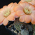 Rebutia pygmaea 'haagei' MN 171c (Iturbe, Arg)