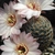 Rebutia pygmaea 'haagei' v. canacruzensis WR 642 (Cana Cruz-Camargo, Bol)