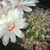 Sulcorebutia cylindrica 'crucensis' HS 44a (Cruce, Cerro Morangmorang Punta, Cochabamba, 2450m, Bol)