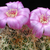 Sulcorebutia torotorensis. Lau 327 (S Mina Asientos, Bol)