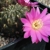 Sulcorebutia tiraquensis WR 187