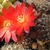 Sulcorebutia verticillacantha v. cuprea WR 476