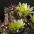 Echinocereus davisii LZ 578 (Marathon, Texas, USA)
