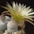 Eriosyce napina ssp. challaensis JA 18 (East of Carrizal Bajo, 03 Atacama, Chile)