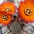 Rebutia einsteinii v. tilcarensis J 192a