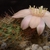 Rebutia pygmaea v. setifera WR 333b (Tafna, Argentina)