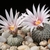 Turbinicarpus pseudopectinatus MZ 619 (Santa Rita, San Luis Potosi, Mexico)