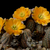 Rebutia pygmaea 'minor' MN 382a (Yunchara, Bolivia)