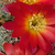Sulcorebutia azurduyensis LH 1422 (Azurduy, Bol)