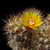 Weingartia pucarensis HJ 1201 (Cerro Pucara, 2150-2500 m, Bol)