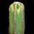 Browningia pilleifer