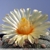 Astrophytum asterias (Gonzales)