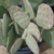 Opuntia ellisiana