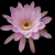 Echinopsis obrepanda MN 331 (Trigohuiaco, 3175m, Salta, Arg)