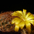 Sulcorebutia menesessi MC 5532