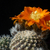 Rebutia einsteinii 'conoidea' Lau 533 (Tastil, Salta, 2800-2900m, Argentina)
