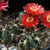 Acanthocalycium thionanthum v. erythrantha WR 763 (Paranilla-Arca Yaco, 3000m, Arg)