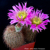 Echinocereus reichenbachii ssp. baileyi JRT 219 (Granite, Greer Co, OK)