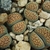 Lithops verruculosa C 159 (30km NE Vanwyksvlei)
