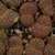 Lithops leslei v. hornii C 015 (40 km SW of Kimberley, South Africa)
