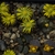 Lithops naureeniae PV 1000 (Rooinfontein, Transvaal)