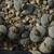 Lithops optica 'translucens' C 290 (65 km S of Luderitz, Namibia)