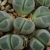 Lithops olivacea PV 986 (West of Pofadder, Achab)