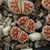 Lithops karasmontana 'lateritia'
