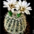 Gymnocalycium gertii STO 521 (Loma Bola, Cordoba, Arg)