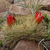 Sulcorebutia trojapampensis MN 462 (Troja Pampa, 3100m, Bol)