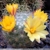 Mammillaria baumii
