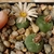 Lophophora alberto-vojtechii VM 758