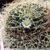 Mammillaria camptotricha