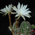 Pygmaecereus bylesianus PH 582.04 (Chala, Arequipa, Perú 150m)