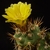 Weingartia pygmaea LF 576a (Mal Paso, 4031m, Bol)