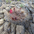 Weingartia trollii MN 616 (SE Torotoro, 3166m, Bol)