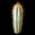Pilosocereus pachycladus
