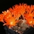 Rebutia heliosa BLMT 78.01 (Junacas, Tarija, 2400m, Bol)