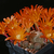 Rebutia heliosa WR 314 (Junacas-Narvaez, Bol)