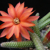 Chamaecereus luisramirezii