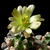 Echinocereus davisii cv. brevispinus
