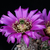 Echinocereus reichenbachii ssp. perbellus DJF 971.5 (Pueblo Co, CO)