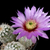 Echinocereus reichenbachii ssp. perbellus SB 85 (Logas, Harding County, NM)
