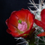 Echinocereus triglochidiatus v. mojavensis MN 403 (W Torrey, 2000m, Utah)