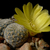 Sulcorebutia langeri MN 448